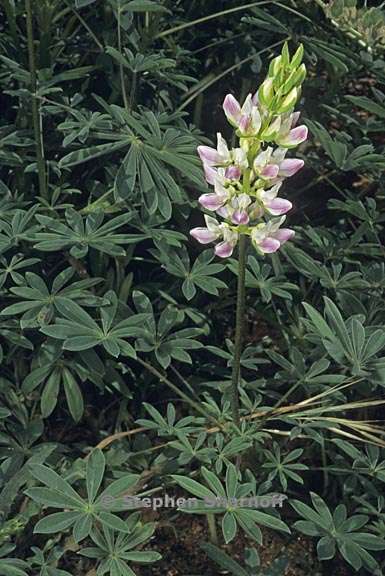 lupinus microcarpus var densiflorus 6 graphic